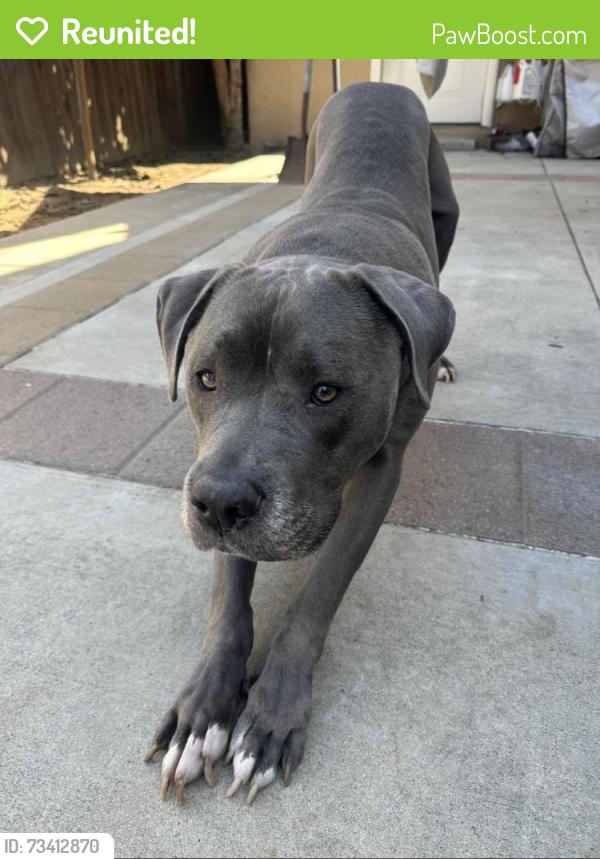 Reunited Male Dog last seen Pomona, Pomona, CA 91768