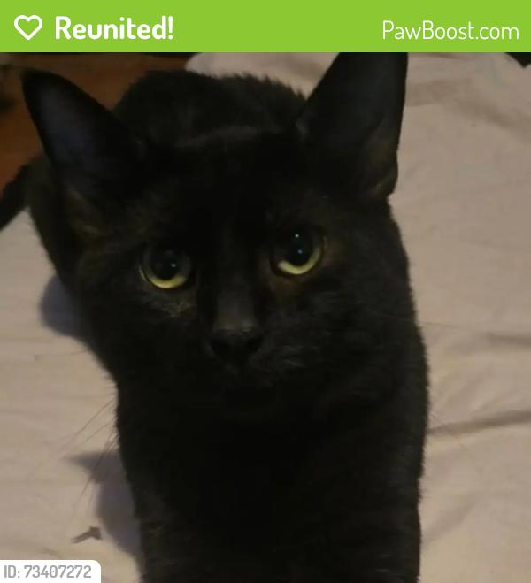 Reunited Male Cat last seen Hawthorne School, Milwaukee, WI 53209