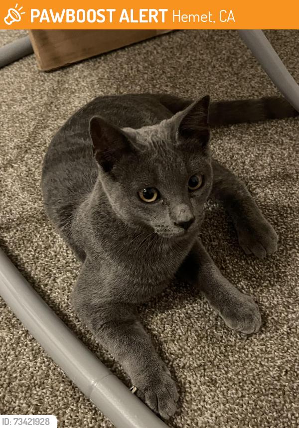 Found/Stray Female Cat last seen Next to the laundry mat at Shadow canyon, Hemet, CA 92545