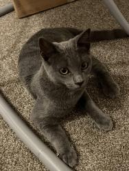 Found/Stray Female Cat last seen Next to the laundry mat at Shadow canyon, Hemet, CA 92545