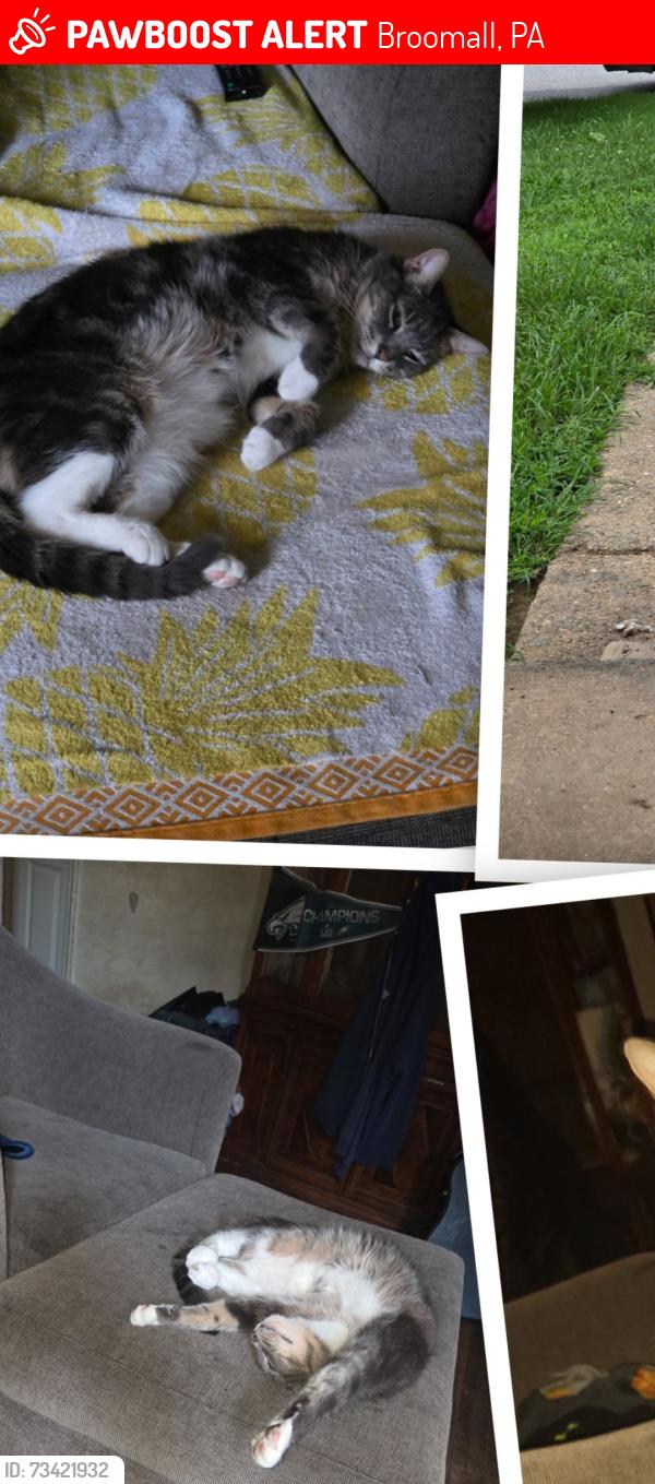 Lost Male Cat last seen Pleasant and James rd, Broomall, PA 19008