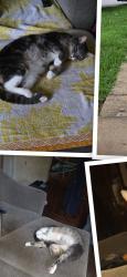 Lost Male Cat last seen Pleasant and James rd, Broomall, PA 19008