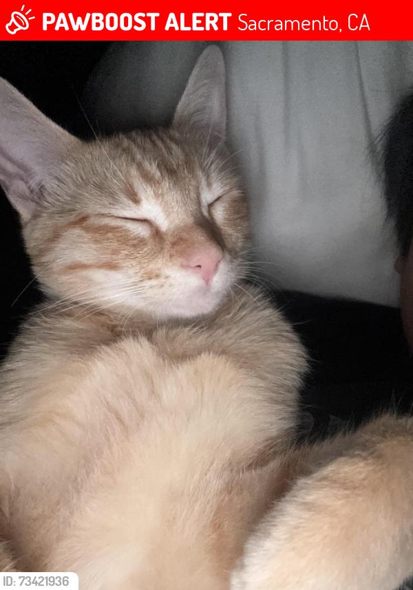 Lost Female Cat last seen Bradshaw road, Sacramento, CA 95829