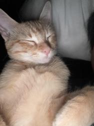 Lost Female Cat last seen Bradshaw road, Sacramento, CA 95829