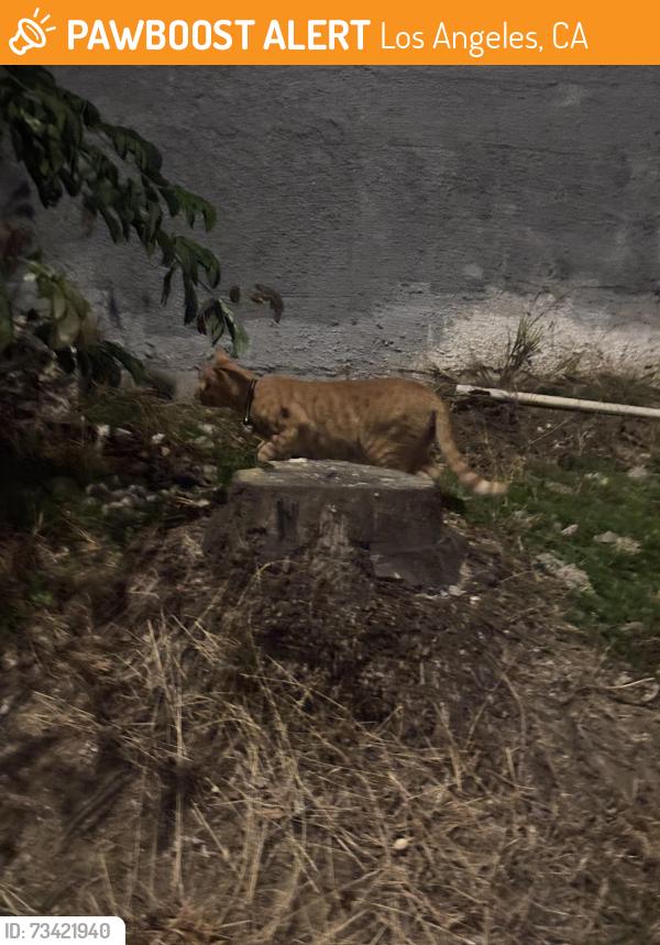 Found/Stray Unknown Cat last seen by the bushes, Los Angeles, CA 90057