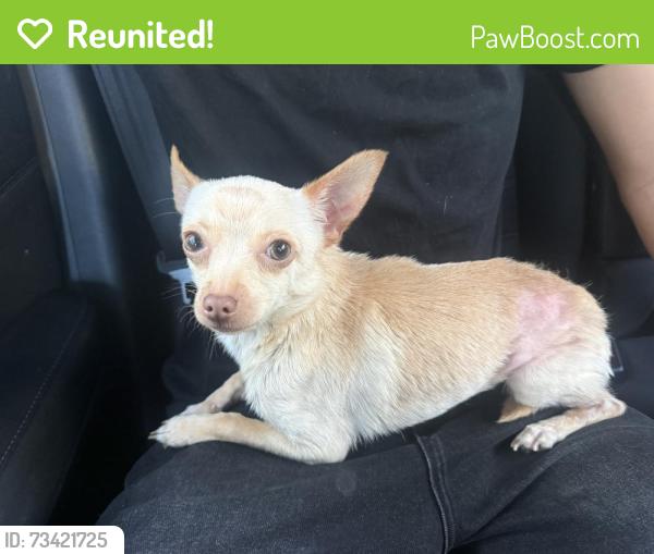 Reunited Male Dog last seen Belhaven Ave, Daly City, CA 94015