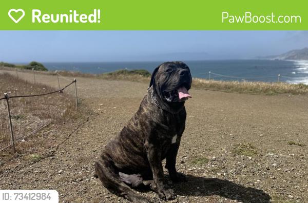 Reunited Male Dog last seen Clarinada, Daly City, CA 94015