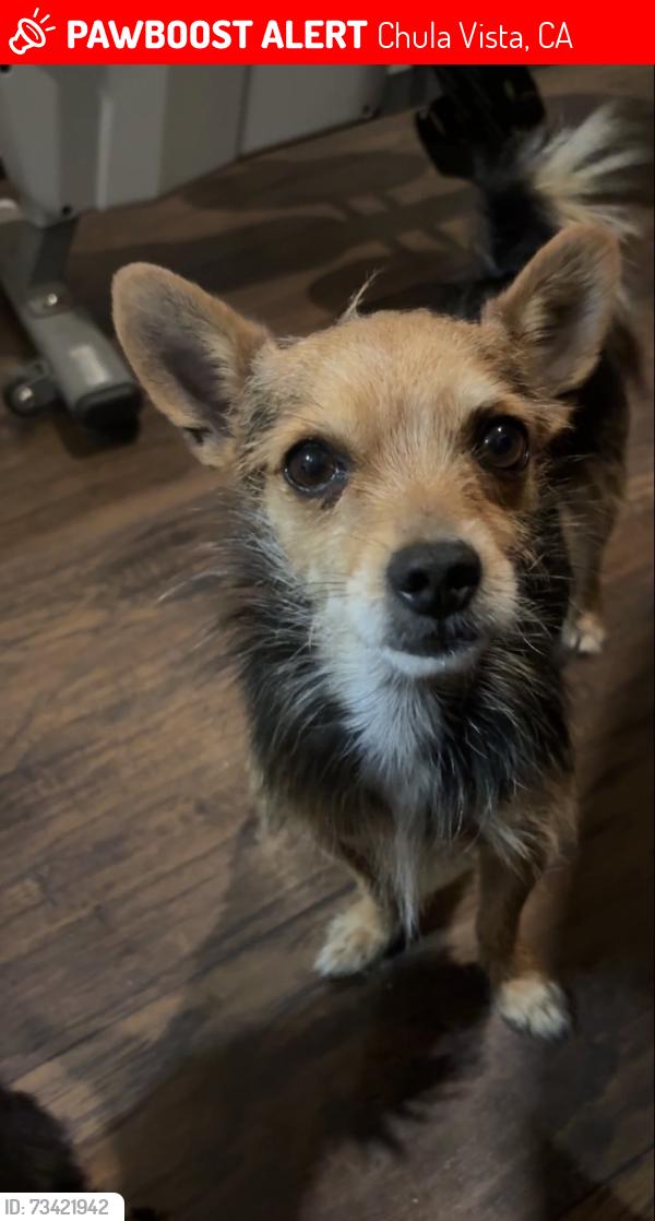 Lost Male Dog last seen Independence park area, Chula Vista, CA 91910