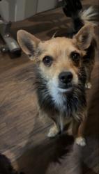 Lost Male Dog last seen Independence park area, Chula Vista, CA 91910
