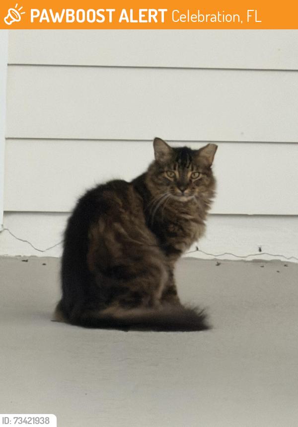Found/Stray Unknown Cat last seen Colburn apmts, Celebration, FL 34747