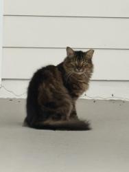 Found/Stray Unknown Cat last seen Colburn apmts, Celebration, FL 34747