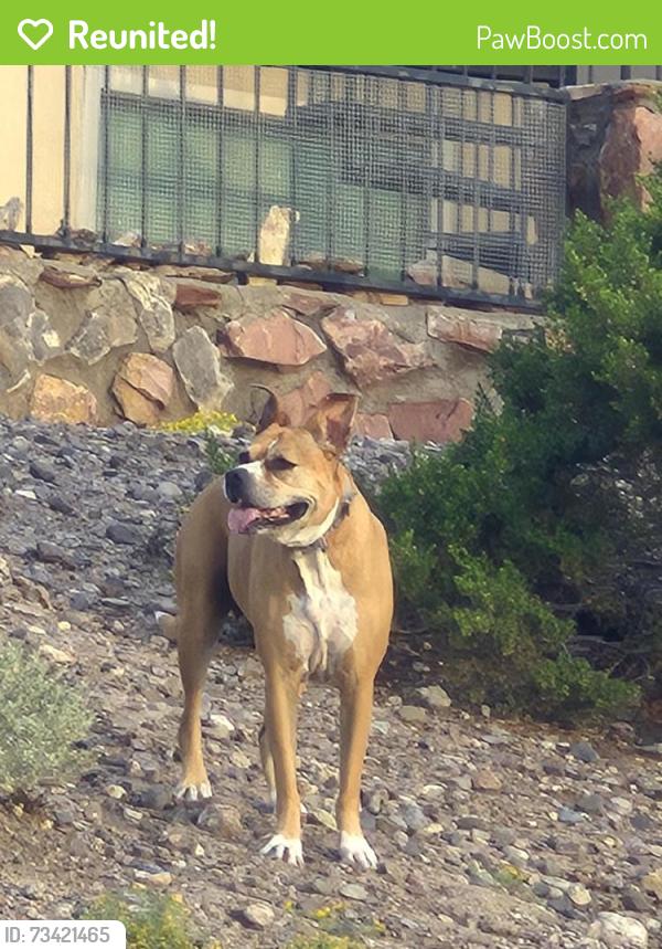 Reunited Unknown Dog last seen Sedona Hills Pkwy Las Cruces NM, Las Cruces, NM 88011