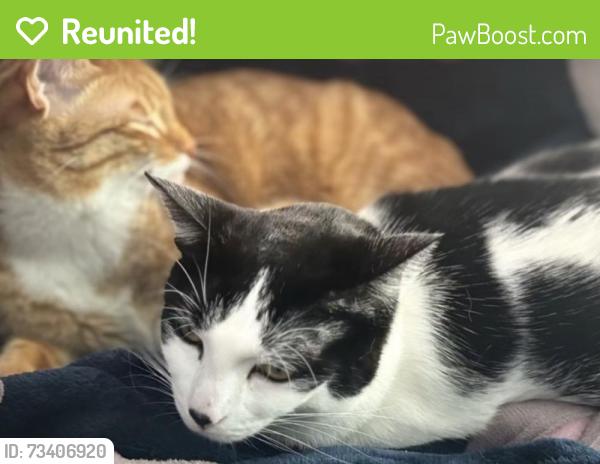 Reunited Female Cat last seen Around 144 El Capitan Ln, Antioch, CA 94509