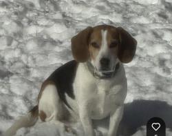 Reunited Male Dog last seen Misty blue ct and rainbow bridge lane, Newington Forest, VA 22153