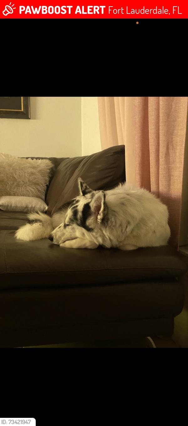 Lost Male Dog last seen Bailey Rd North Lauderdale, Fort Lauderdale, FL 33319