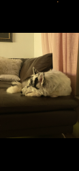 Lost Male Dog last seen Bailey Rd North Lauderdale, Fort Lauderdale, FL 33319