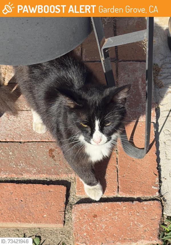 Found/Stray Unknown Cat last seen Gilbert and Blanche, Garden Grove, CA 92841