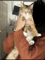 Reunited Female Cat last seen Nelson & Eisenhower, Santa Clara, CA 95054
