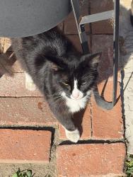 Found/Stray Unknown Cat last seen Gilbert and Blanche, Garden Grove, CA 92841