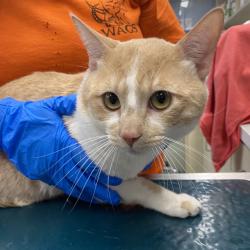 Shelter Stray Male Cat last seen , 6621 Westminster Ave, Garden Grove, CA 92844, USA