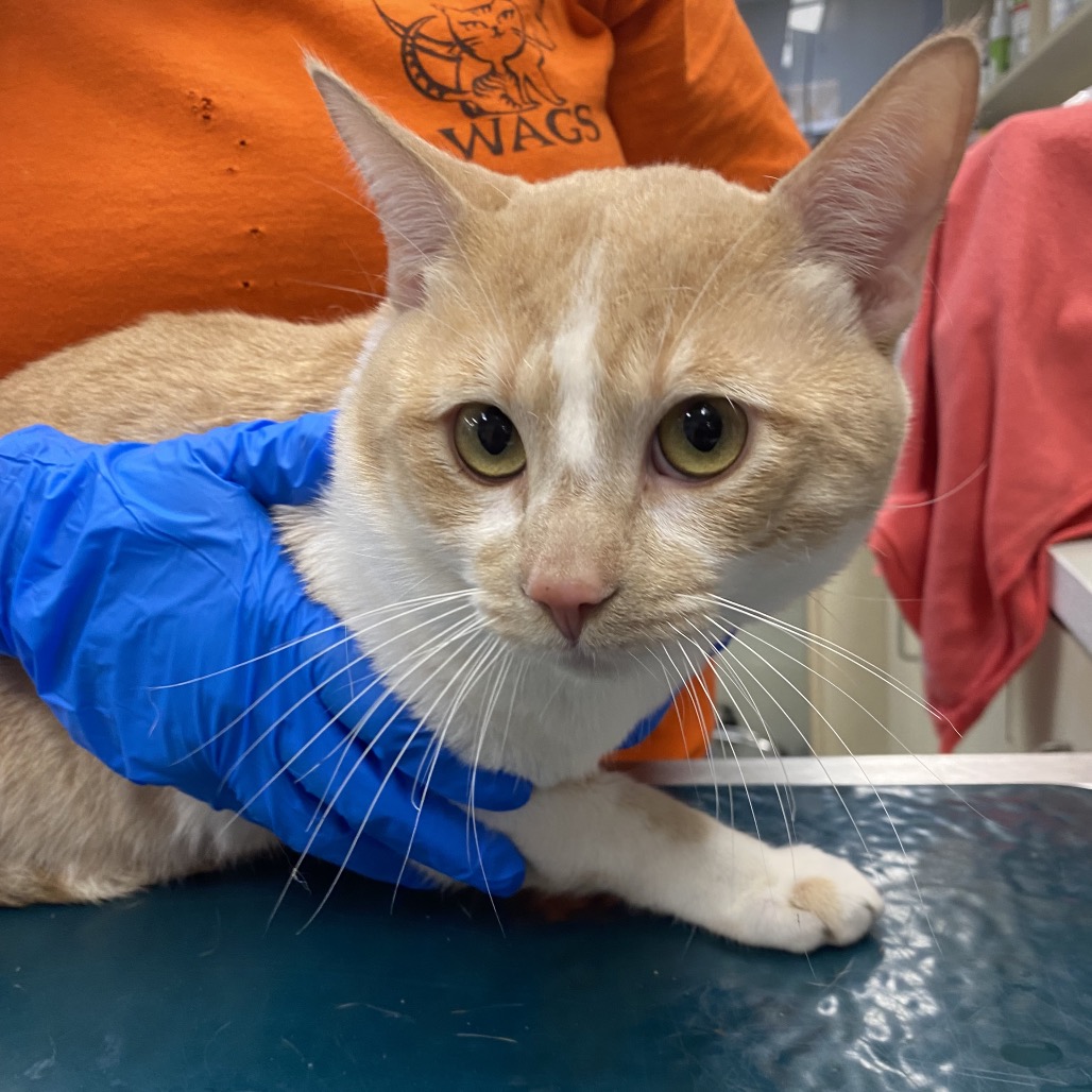 Shelter Stray Male Cat last seen , 6621 Westminster Ave, Garden Grove, CA 92844, USA