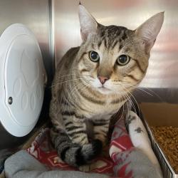 Shelter Stray Male Cat last seen , 6621 Westminster Ave, Garden Grove, CA 92844, USA
