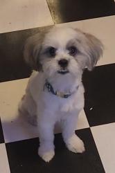 Lost Male Dog last seen Carson st./ main st., Carson, CA 90502