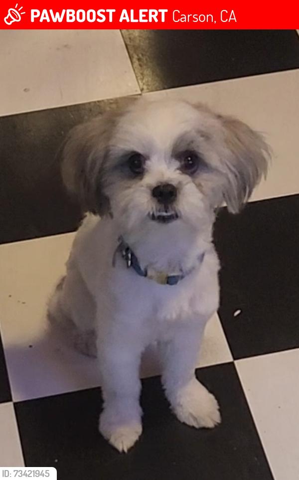 Lost Male Dog last seen Carson st./ main st., Carson, CA 90502