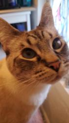 Reunited Male Cat last seen stuart, Berkeley, CA 94705