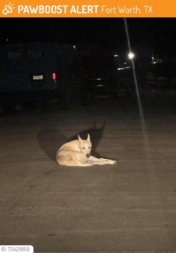 Found/Stray Unknown Dog last seen Cutter Hill Ave, Fort Worth, TX 76140