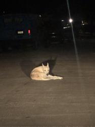 Found/Stray Unknown Dog last seen Cutter Hill Ave, Fort Worth, TX 76140