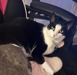 Lost Male Cat last seen Pipeline Road, Callaway, FL 32404
