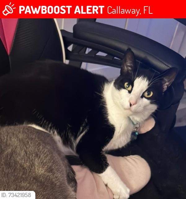 Lost Male Cat last seen Pipeline Road, Callaway, FL 32404