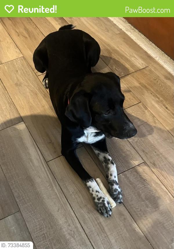 Reunited Male Dog last seen Quebrada circle, Carlsbad, CA 92009