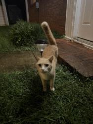 Found/Stray Unknown Cat last seen Hudson area, Hudson, NC 28638
