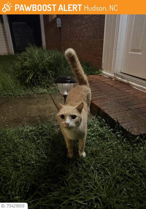 Found/Stray Unknown Cat last seen Hudson area, Hudson, NC 28638