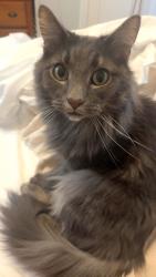 Reunited Male Cat last seen Dickerson Pl, Morganville, NJ 07751, USA, Marlboro Township, NJ 07751