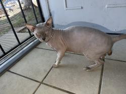 Lost Male Cat last seen Near yost ct, Denver, CO 80239