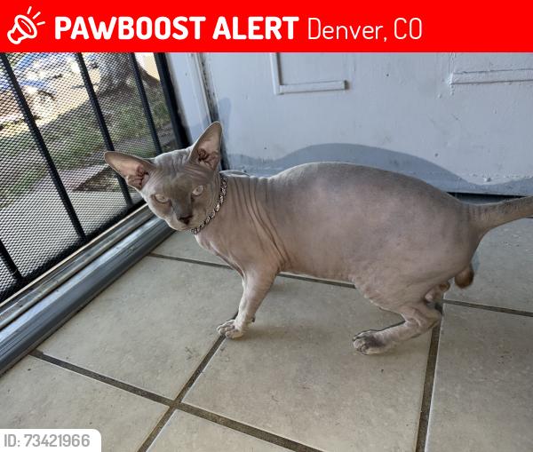 Lost Male Cat last seen Near yost ct, Denver, CO 80239