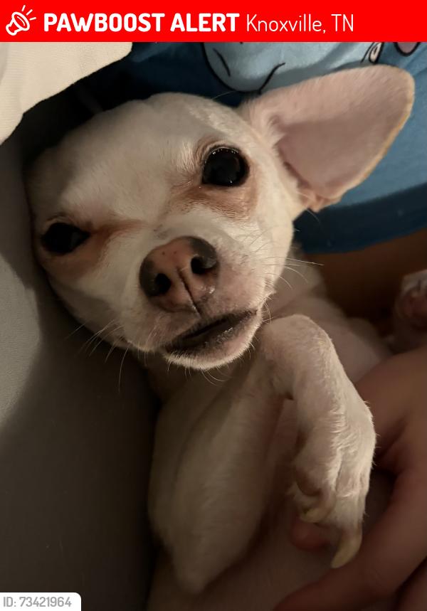 Lost Female Dog last seen Near concord woods dr, Knoxville, TN 37934