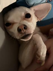 Lost Female Dog last seen Near concord woods dr, Knoxville, TN 37934