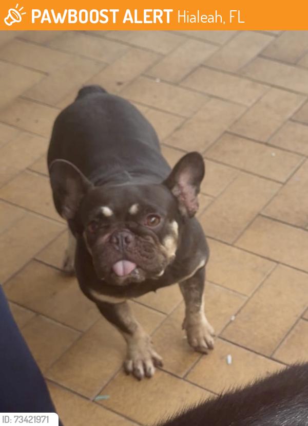 Found/Stray Female Dog last seen Near Flanigan’s, Hialeah, FL 33012