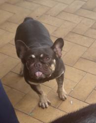 Found/Stray Female Dog last seen Near Flanigan’s, Hialeah, FL 33012
