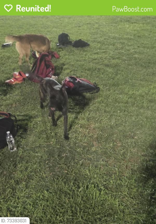 Reunited Male Dog last seen Ferguson elementary, Hawaiian Gardens, CA 90716