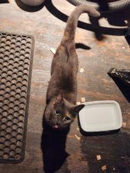 Found/Stray Unknown Cat last seen Palmer & Lorel, Chicago, IL 60639