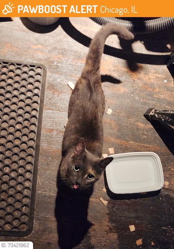 Found/Stray Unknown Cat last seen Palmer & Lorel, Chicago, IL 60639