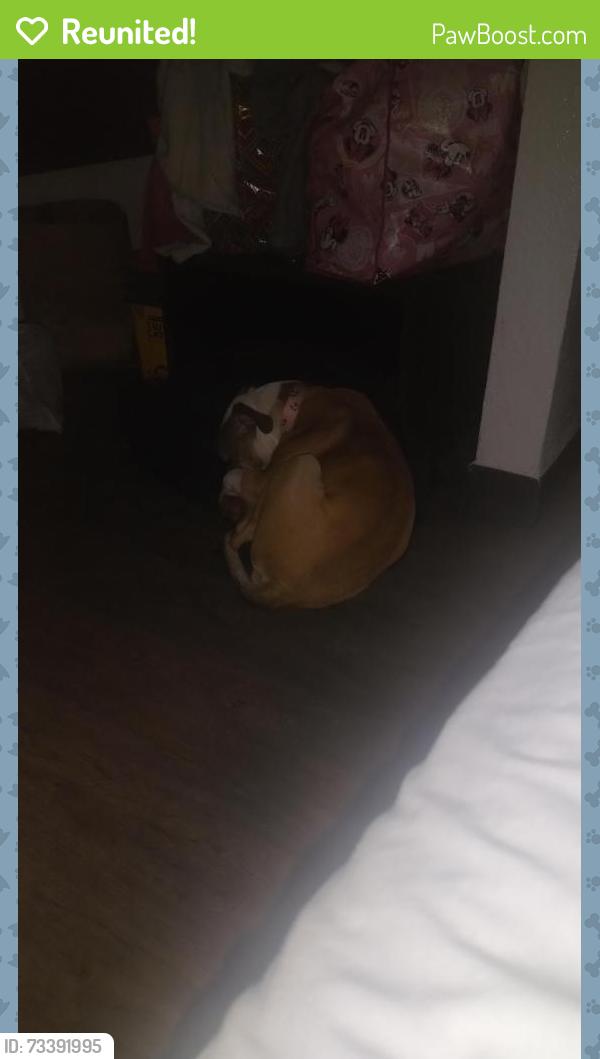 Reunited Female Dog last seen Irvington and Trevor st, Lancaster, CA 93535