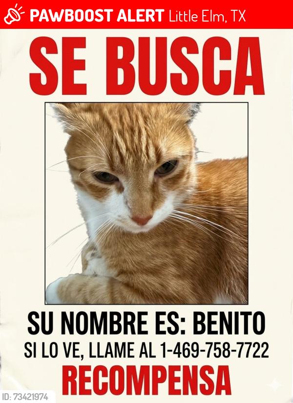 Lost Male Cat last seen El dorado, Little Elm, TX 75068