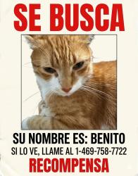 Lost Male Cat last seen El dorado, Little Elm, TX 75068