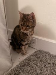 Reunited Female Cat last seen Lafayette College Bookstore and McCartney Street, Easton, PA 18042